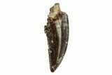 Small Theropod (Raptor) Tooth - Judith River Formation, Montana #108100-1